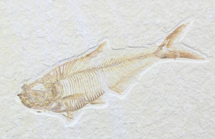 Diplomystus Fossil Fish - Wyoming #27665